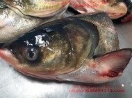 【海鮮7-11】鰱魚頭剖半   500克上/包  魚頭肉質細嫩、營養豐富。**單包240元**