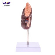 Simhoa Human Kidney Models, Lifesize Kidney with Adrenal Gland Model, 2 Parts Removable, Medical Tea