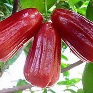 Anak Pokok Jambu Madu Hybrid