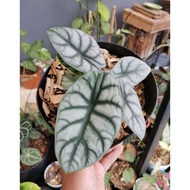 Tanaman hias alocasia silver / Alocasia dragon silver /Alocasia dragon