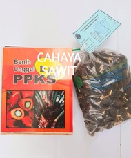bibit kecambah polong sawit PPKS MEDAN original