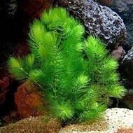 Hornwort (Aquarium plant) (Alive)