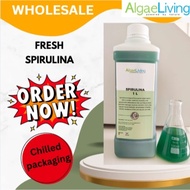 (WHOLESALE) Algae Living Fresh Spirulina Culture