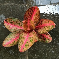 KENDEDES LOKAL - Tanaman Hias Aglaonema Aglonema