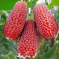 現貨 批發批發　水果玉米種子草莓菠蘿玉米種子甜糯玉米種子四季播種蔬菜水果種籽