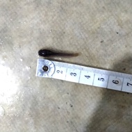 ikan lele pakan predator 1-2cm