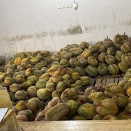 Durian Montong Palu Utuh Termurah 100 % Original