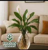 Tanaman media air peace lily - Tanaman indoor bunga peace lily