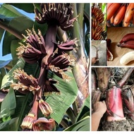 Benih Anak Sulur Pokok Pisang Raja Udang Merah - Red Banana Sevalai- RED BANANA