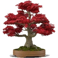 Japanese Red Maple Bonsai Tree Seeds | 30+ Seeds | Highly Prized for Bonsai, Japanese Maple Tree See