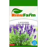 BENIH BUNGA LAVENDER / BIBIT LAVENDER / BIBIT TANAMAN HIAS AGLONEMA