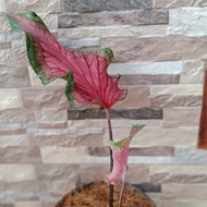 tanaman caladium florida pinkkeladi Florida pinkbibit caladium