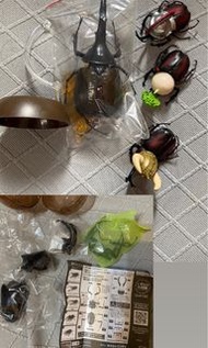 甲蟲扭蛋 5隻 全走$40