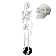 Skeleton Production Human Body Human Body Skeleton Model 85CMB Full Body Anatomy Skeleton EZVB
