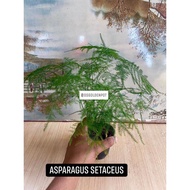 Asparagus setaceus by DSGoldenPot