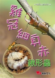 雞冠細身赤鍬形蟲