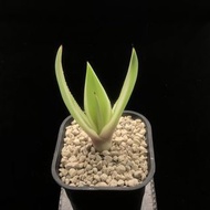 SG3407-狐尾龍舌蘭錦優選株🔥多肉植物小盆栽禮物🔥