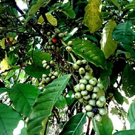 biji kopi mentah robusta 1kg