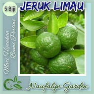 5 Benih Biji Buah Jeruk Limau Benih Bibit Biji Buah Berkualitas