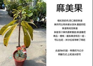 心栽花坊-媽咪果/麻美果/8吋盆/高壓苗/水果苗/售價1800特價1500