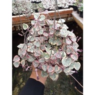 String Of Heart Variegata Di pot 12cm | SOH var Rimbun