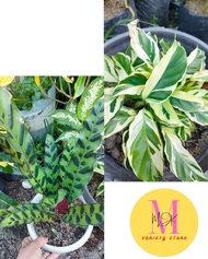 Calathea Varieties Plant (RATTLE SNAKE - YELLOW FUSION) Real or live Plant Rooted and Ready to Plant