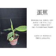 心栽花坊-蛋蕉/5吋/香蕉/水果苗/售價250特價200