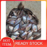 IKAN KERING SEPAT RONGGENG 💥 READY STOCK 💥