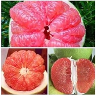 Pokok limau Bali isi merah citrus grandis