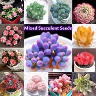 Ready Stock Good Quality Mixed Rare Succulent Seeds (100 Seeds Per Pack) 多肉 Mini Succulent Plants for Sale Balcony Potted Flower Seeds Bonsai Seeds Ornamental Plants Seeds for Planting Rare Purifying Air Plants Easy To Grow In Singapore Garden Home Decor