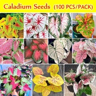 am4v4kjappSingapore Ready Stock 100pcs / Bag Mixed Colors Caladium Seeds for Planting Rare Flower Seeds Garden Bonsai Se