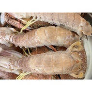 Live PiPi Prawn/Mantis Shrimp 🍤10pcs/20pcs 7-8inch鲜活皮皮虾7-8寸 10只/20只