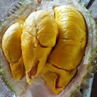 Baja Pokok Durian untuk Isi Durian Tebal Biji Kecil (PACK MINI 1KG)-Low Chloride SOP BASE FERTILIZER