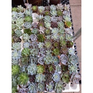 Mixed Cactus, Mini Cactus, Mini Succulent, Asphodelaceae, Astroloba tenax, leaf succulent