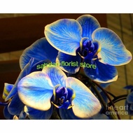 ANGGREK DENDROBIUM BLUE WHITE / SEDLING ANGGREK DENDROBIUM/ANGGREK