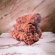 龍血鼠尾草 ｜龍血