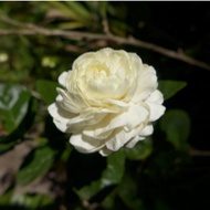 Pokok Bunga Melur Susun Harum Wangi / Melur Rose / Jasminum Sambac Grand Duke Tuscany