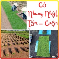 Japanese Velvet Grass (Real Grass) - 1m2, Japanese grass rolls sold by rolls (Delivery only in the N