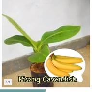 bibit pisang cavendish sunpride