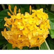 Pokok Bunga IXORA KUNING daun standard / pokok dalam polybag