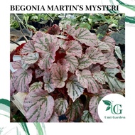 Bibit Tanaman Hias Bunga Begonia Daun Pink Martin's Mysteri Pink