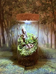 8*15cm  苔蘚微景觀   鼠婦生態缸 小葉霹靂 天然綠植 苔蘚生態瓶 植物擺件 桌面擺設 窗台裝飾 苔蘚花園 懶人植物 辦公室擺設 情緒治癒 禮物