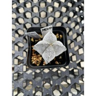 Augustfame - Astrophytum Myriostigma cv Onzuka 4 rib DE07 恩冢鸾凤玉 cacatus succulent