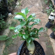 Tanaman hias bonsai adenium//Adenium bonsai