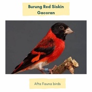 Burung red siskin klasik gacoran