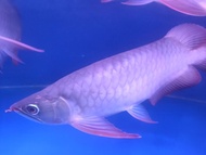 ikan arwana super red 35 cm
