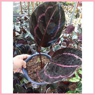 ❡ ◇ Available Live plants for sale (Calathea Dottie)