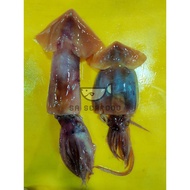 Fresh Sotong Kembang L/XL size 1Kg