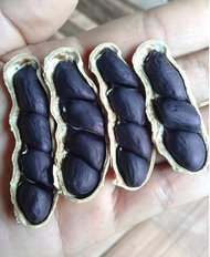 giant black groundnut/Carolina black Peanut plant seed (Arachis hypogaea)