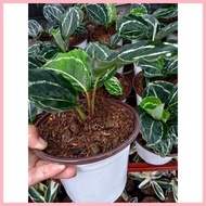 【Hot】 Available live plants for sale (Calathea Jungle Rose)